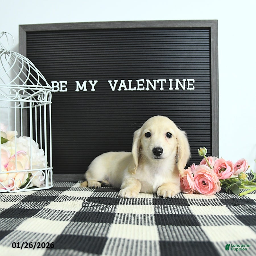 Miniature Dachshund dogs Elise - Ad 1