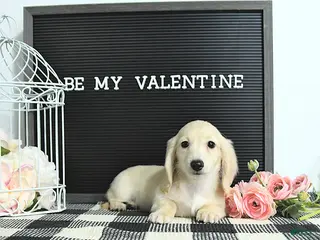 Miniature Dachshund dogs Elise - Ad 1