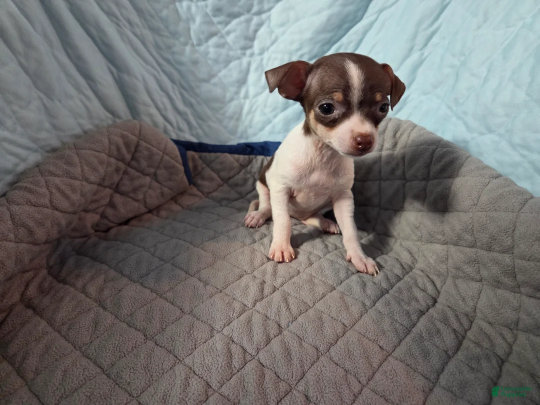 Chihuahua dogs for sale: Chihuahua 2 - Ad 2