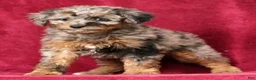 Mini Aussiedoodle dogs for sale: Missy - Ad 6