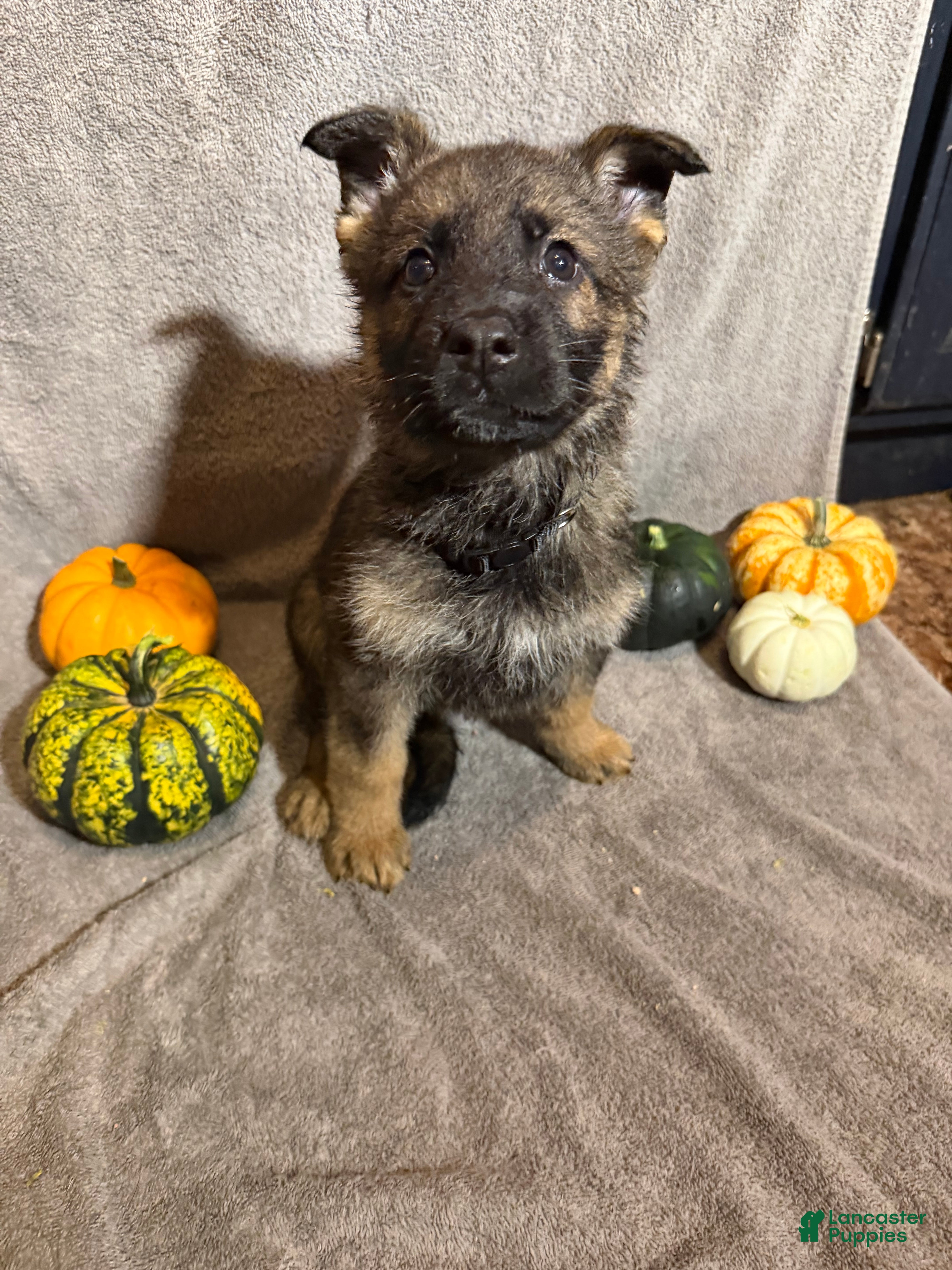 German Shepherd dogs Elvira (Black Collar Female)  - Ad 11