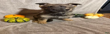 Elvira (Black Collar Female) 