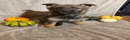 German Shepherd dogs for sale: Elvira (Black Collar Female)  - Ad 1