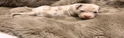 American Bully dogs for sale: Lucy - Ad 11