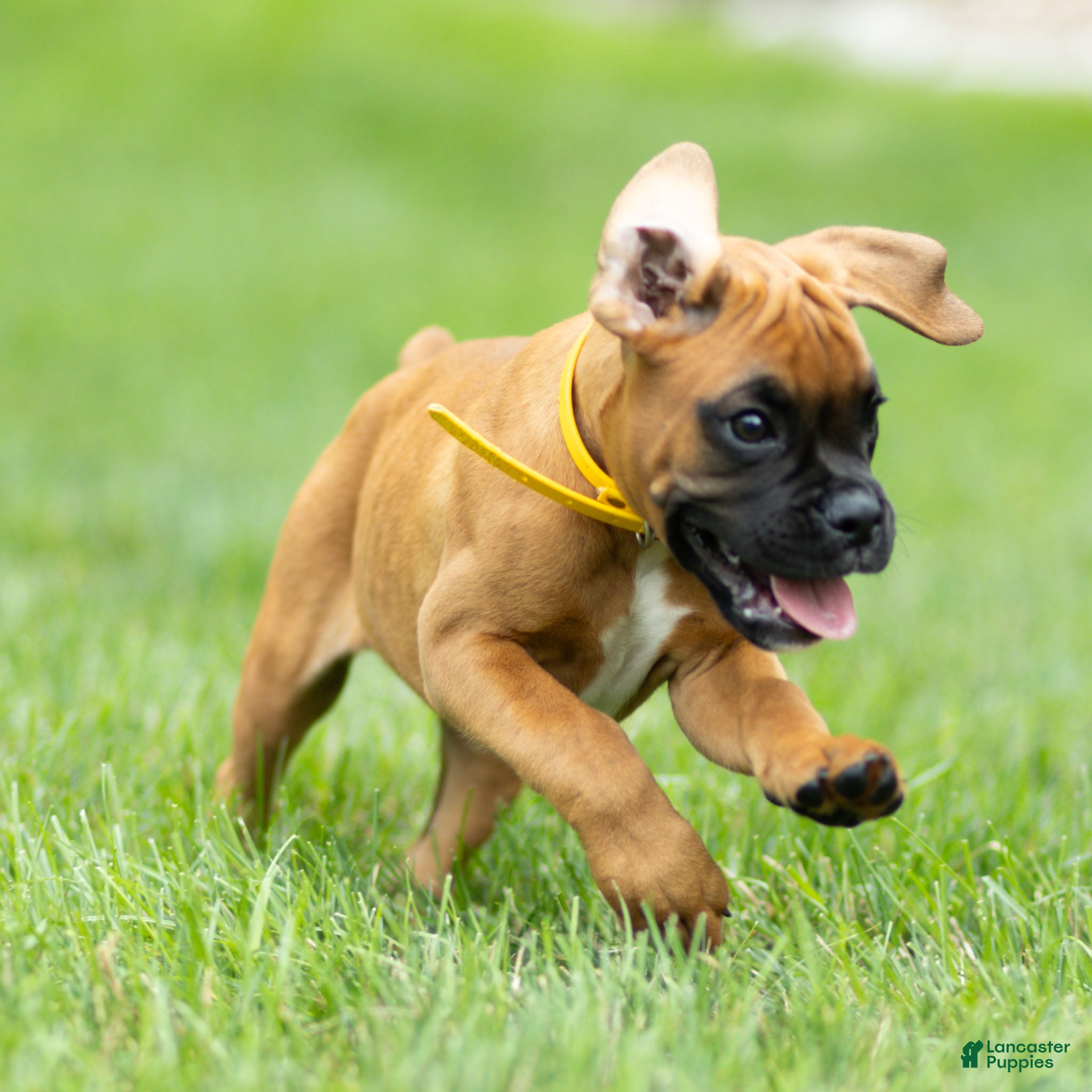 Boxer dogs Ninja Boxer  - Ad 2