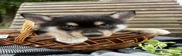 Pomsky dogs for sale: Zack - Ad 2