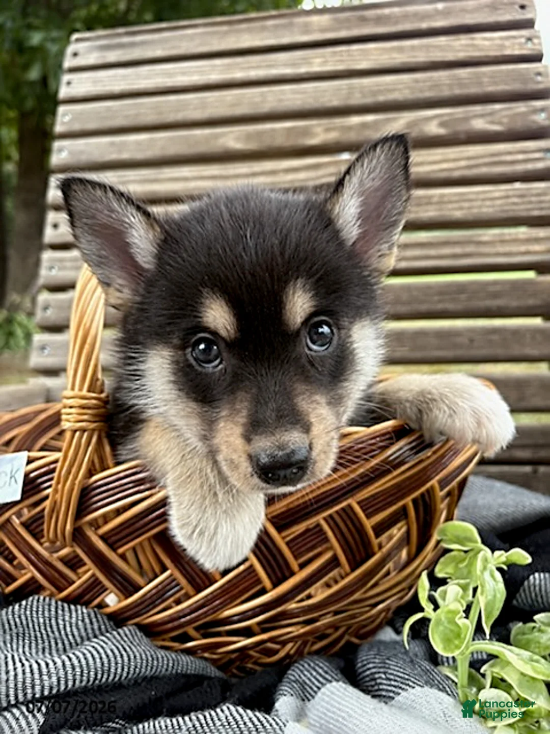 Pomsky dogs for sale: Zack - Ad 2