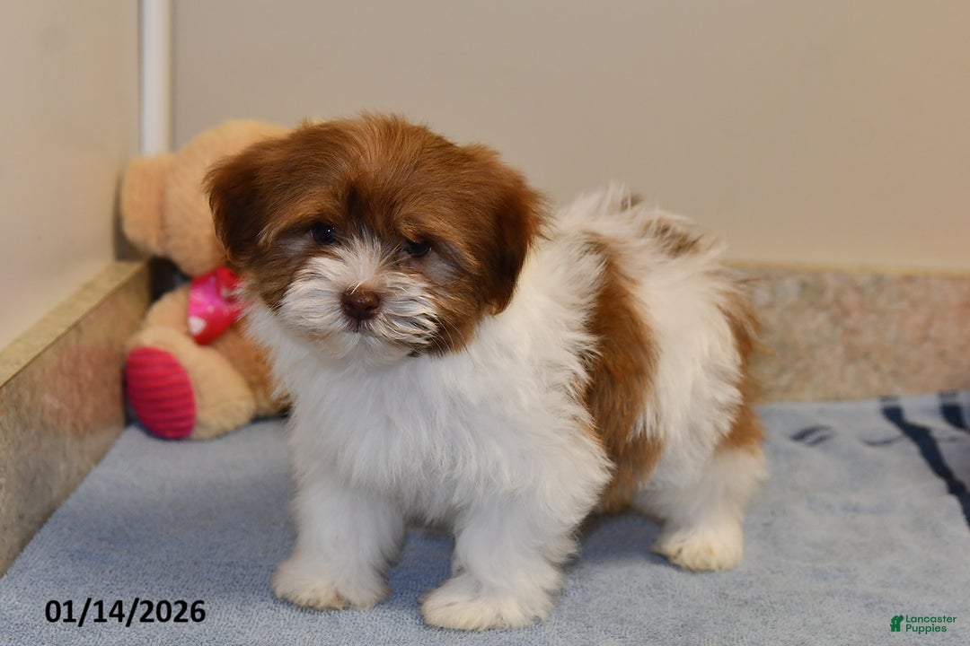 Havanese dogs for sale: Amber - Ad 4