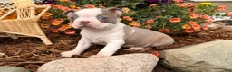 Boston Terrier dogs for sale: Lilac  - Ad 6