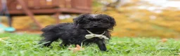 Yorkiepoo dogs for sale: Ricky - Ad 2