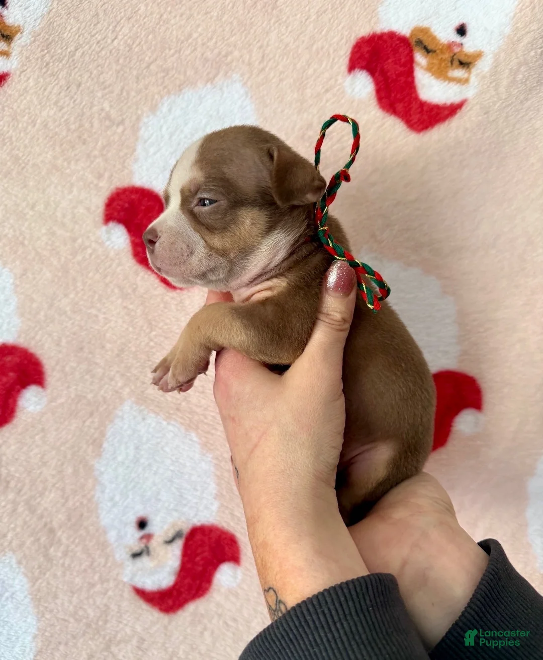 American Bully dogs for sale: Cali - Ad 16