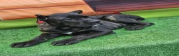 Cane Corso dogs for sale: ELLA - Ad 23