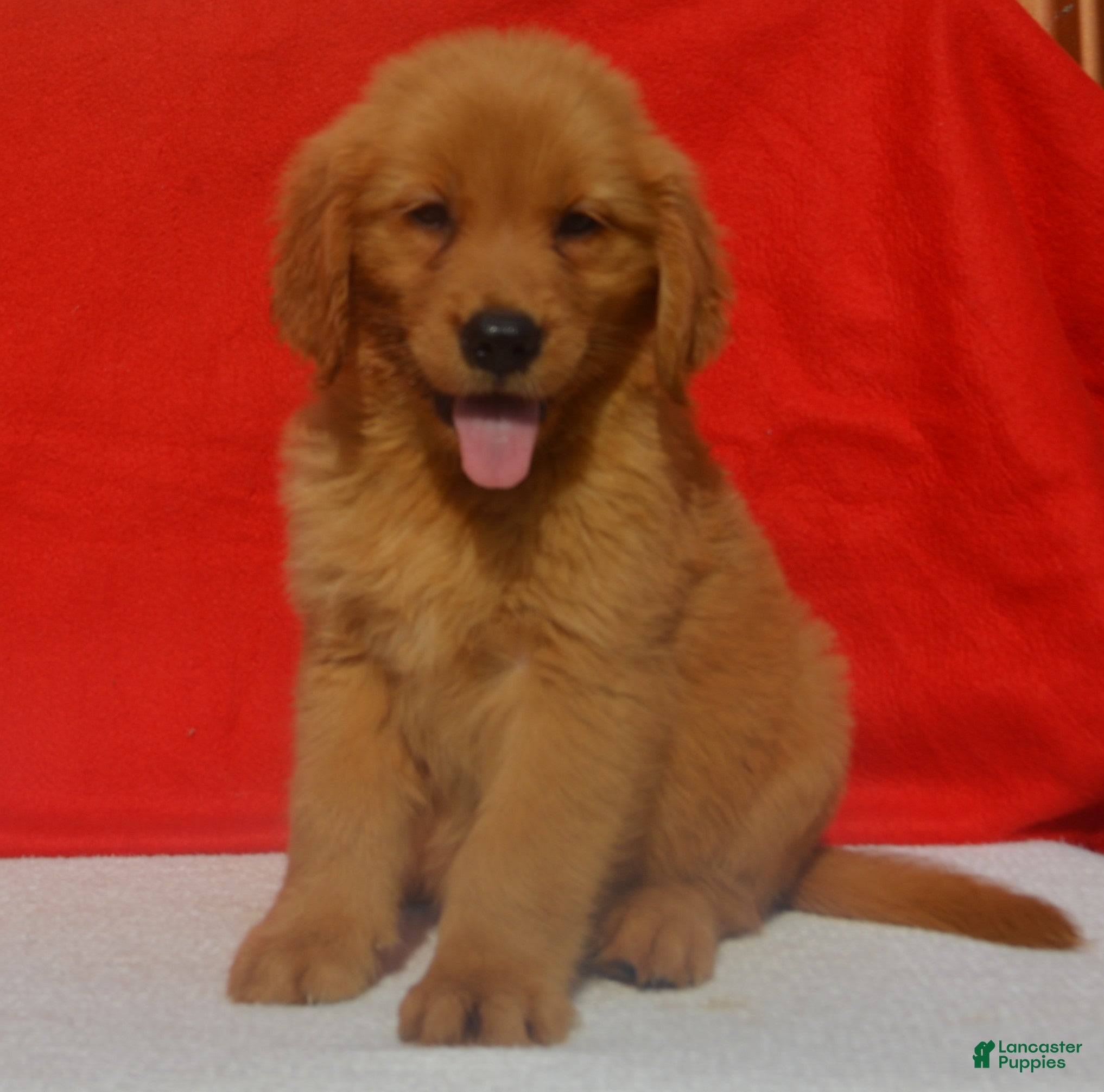 Golden Retriever dogs Leon - Ad 13