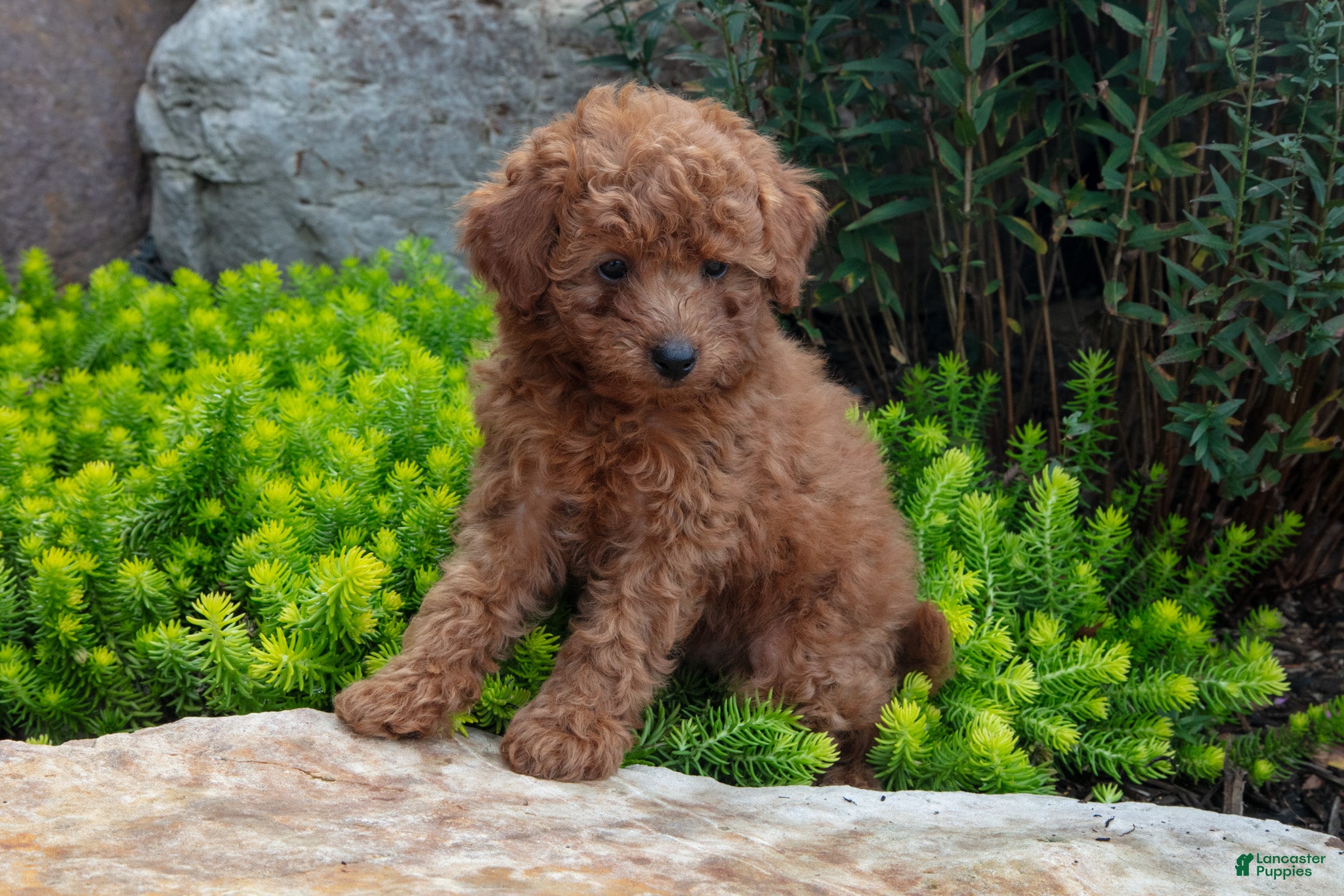 Mini Goldendoodle dogs for sale: Trissa - Ad 1