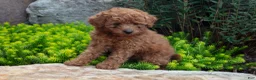 Mini Goldendoodle dogs for sale: Trissa - Ad 1