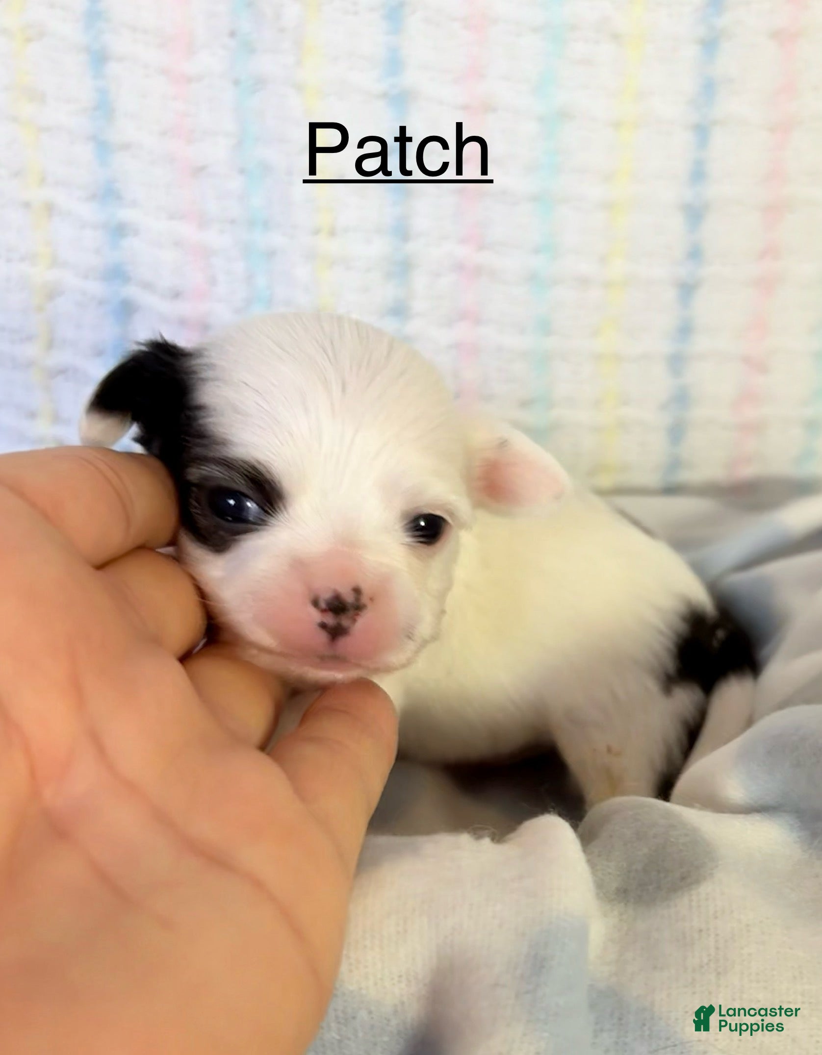 Chihuahua dogs Chihuahua Puppy 4 - Ad 15