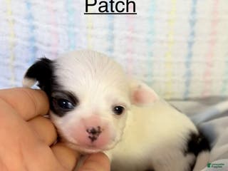 Chihuahua dogs Chihuahua Puppy 4 - Ad 15