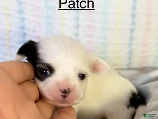 Chihuahua dogs Chihuahua Puppy 4 - Ad 23