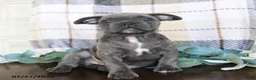 Frenchton dogs for sale: Jaron - Ad 5