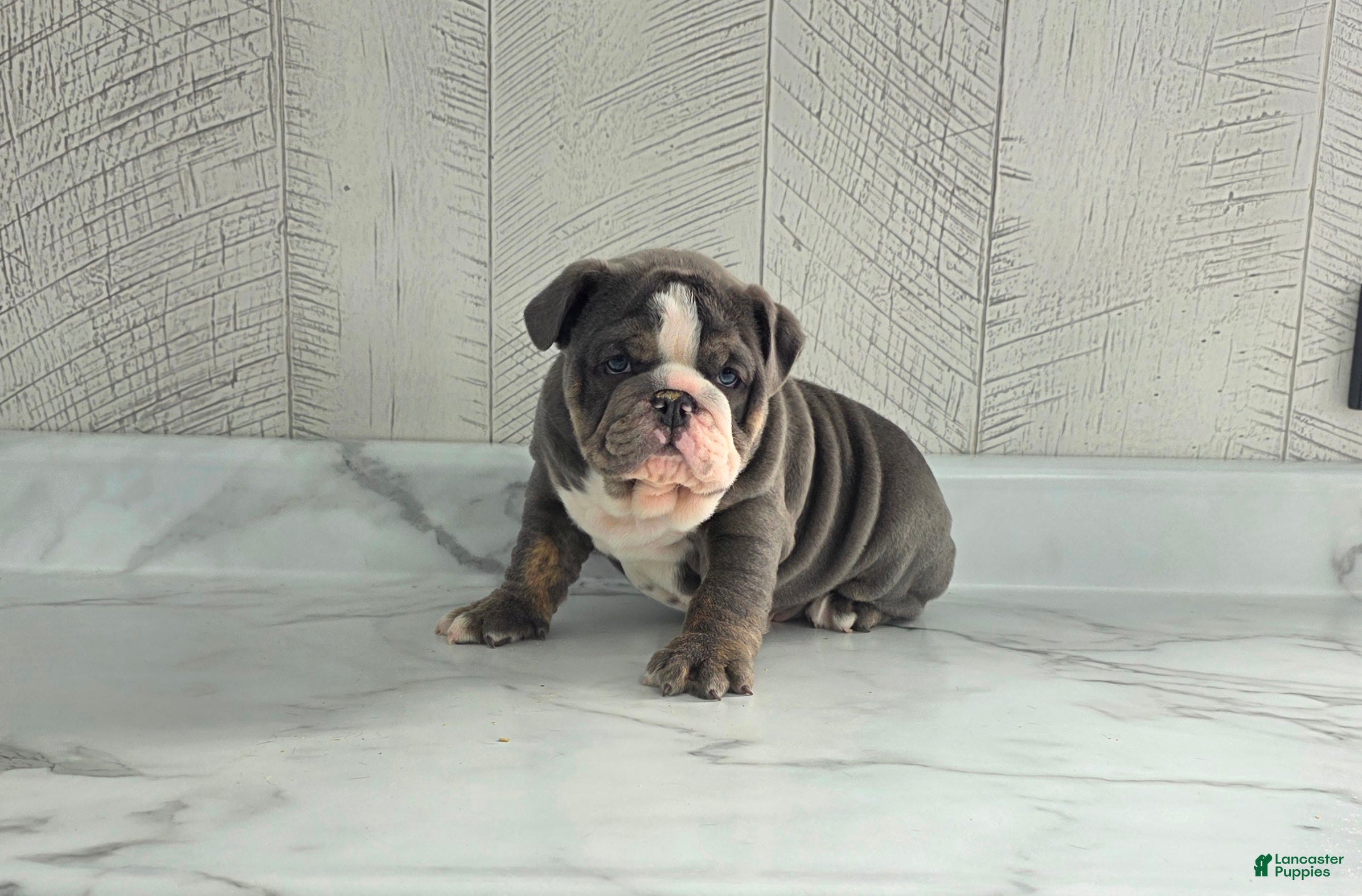 Olde English Bulldogge dogs Rocco  - Ad 21