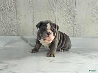 Olde English Bulldogge dogs Rocco - Ad 19