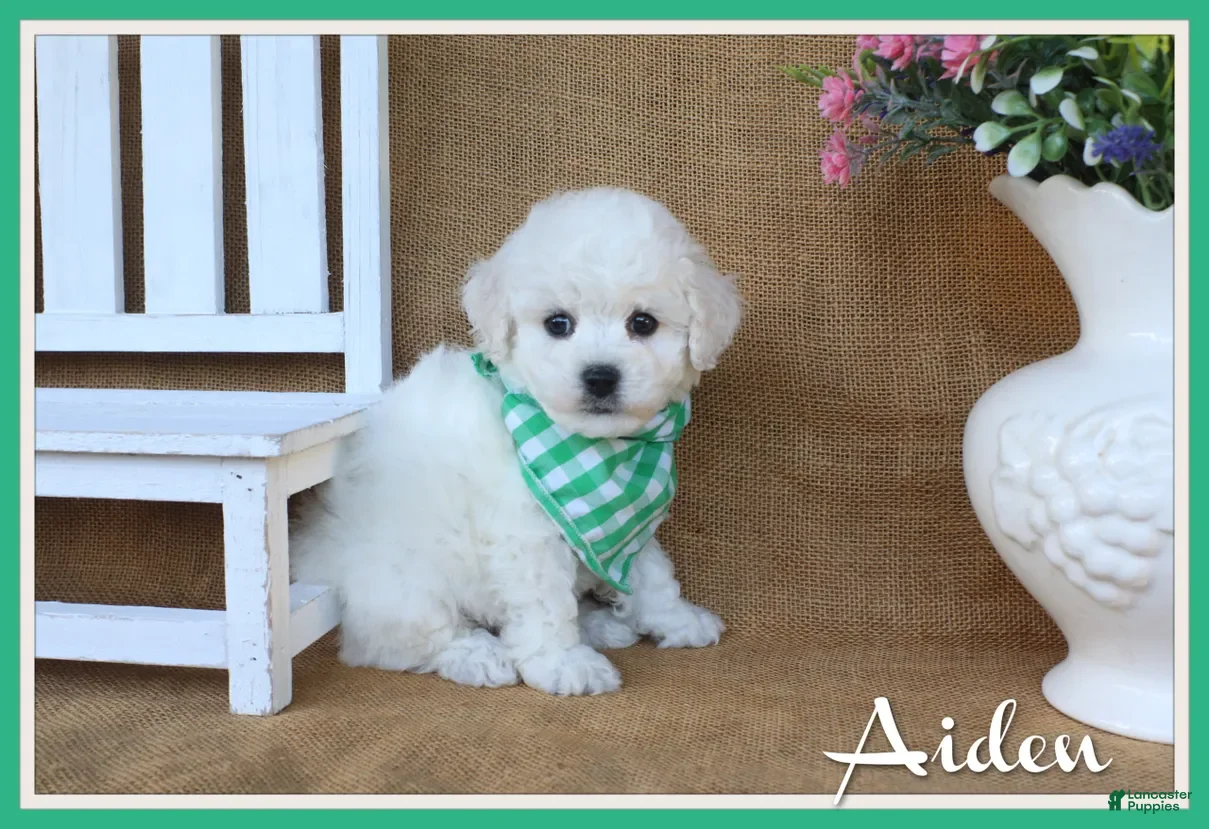 Bichon Frise dogs Aiden - Ad 1