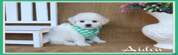 Bichon Frise dogs for sale: Aiden - Ad 6