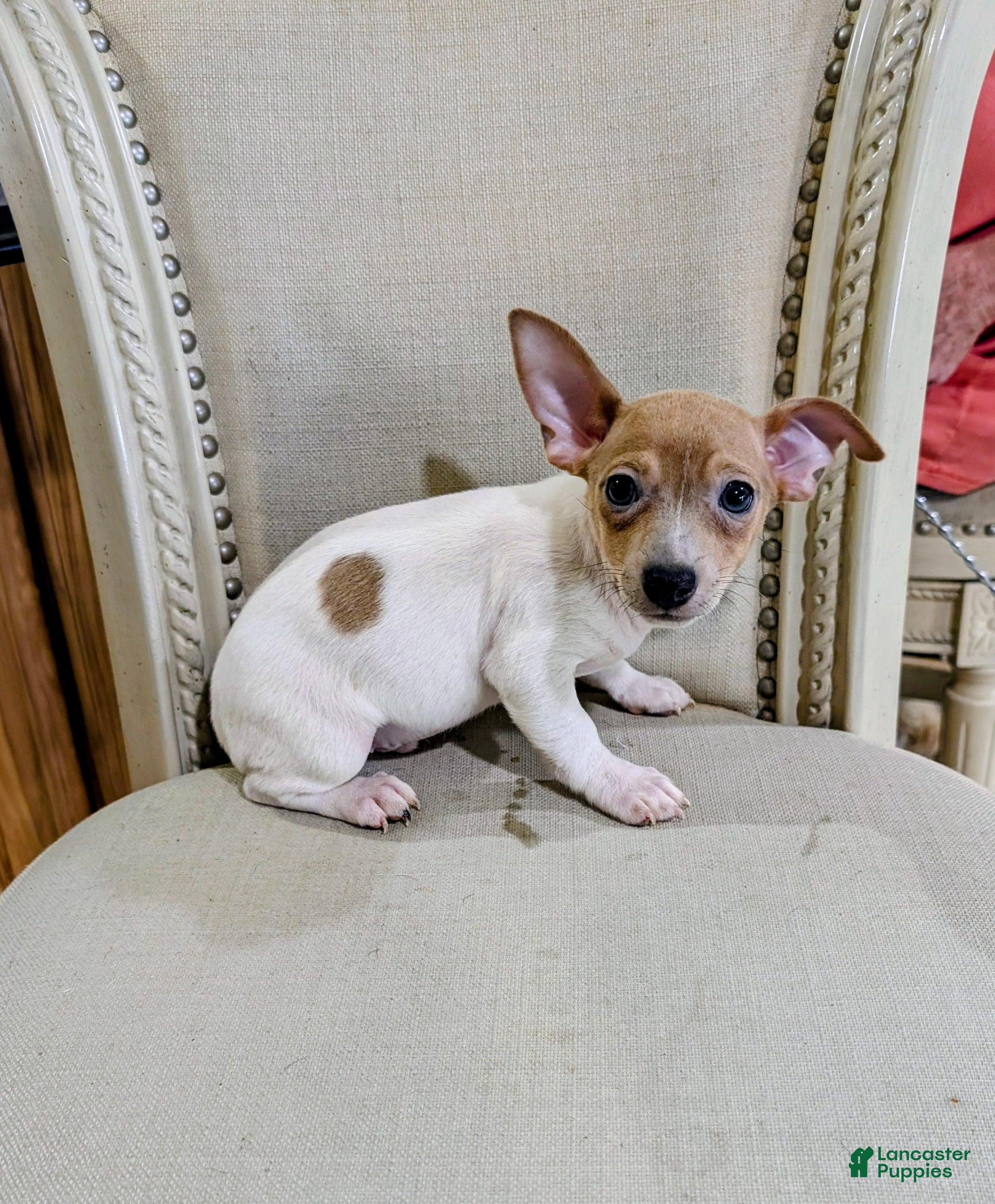 Teddy Roosevelt Terrier dogs DR JOHNNY - Ad 1