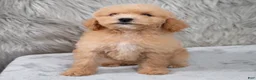 Mini Goldendoodle dogs for sale: Ivy ID: 3855 - Ad 8