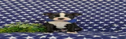 Boston Terrier dogs for sale: Presley - Ad 2