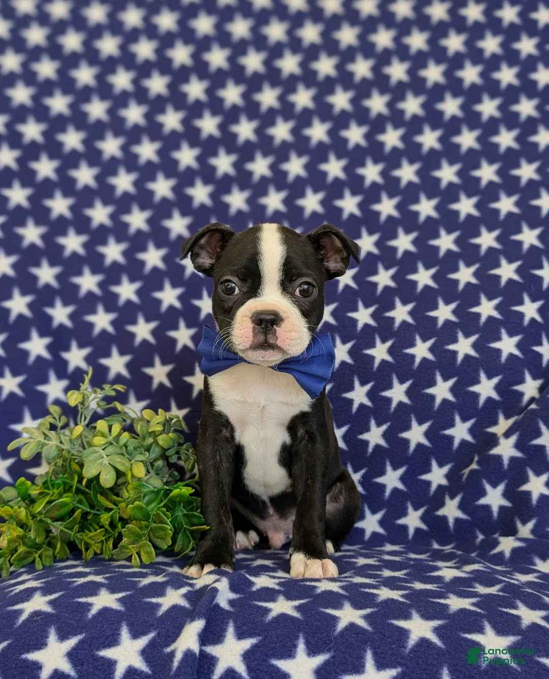 Boston Terrier dogs for sale: Presley - Ad 2