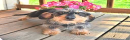 Miniature Dachshund dogs for sale: Curtis - Ad 6