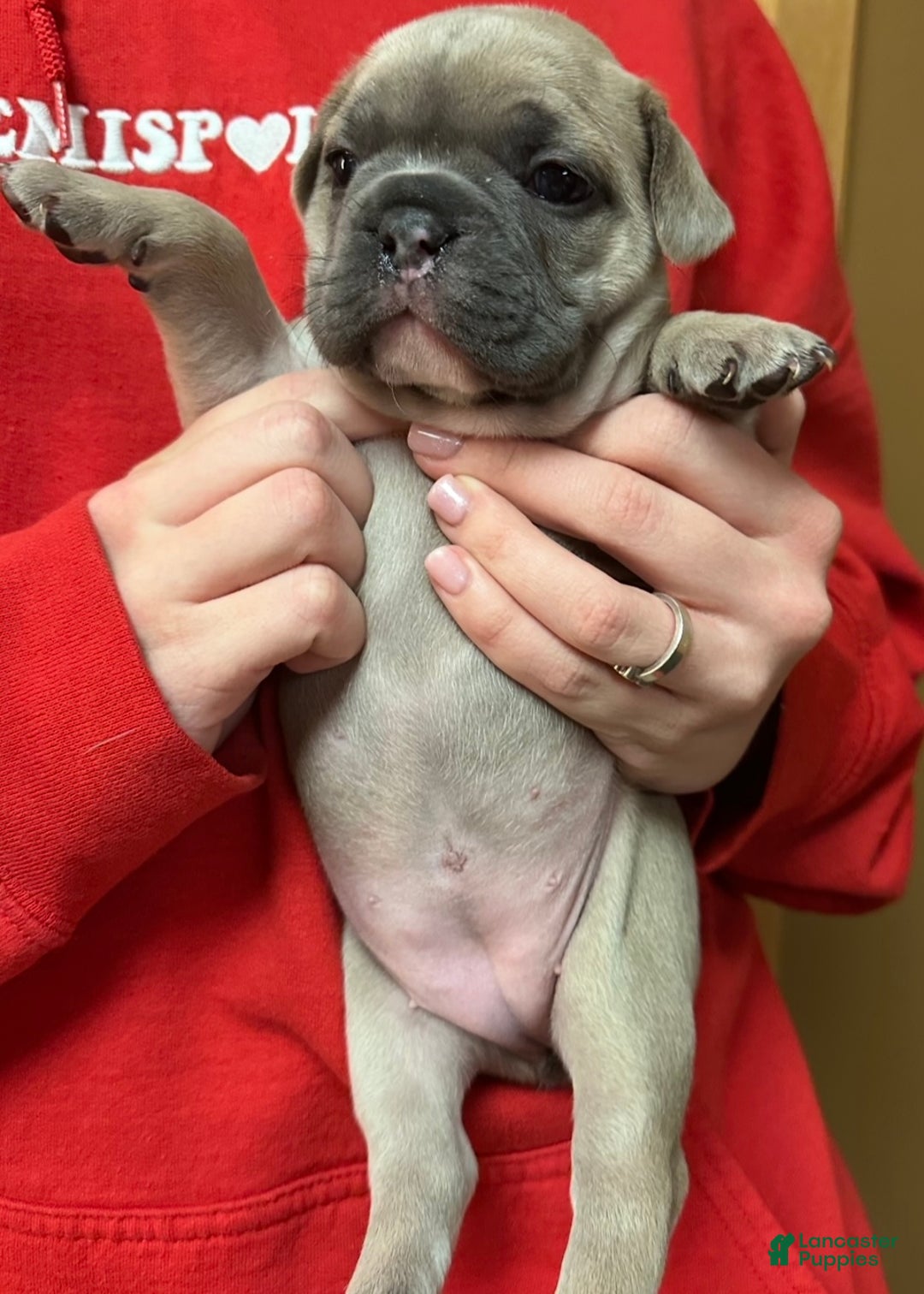 French Bulldog dogs for sale: Sabrina - Ad 7