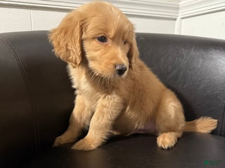 Goldendoodle dogs - Ad 36