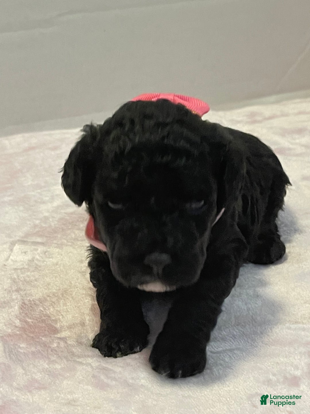 Goldendoodle dogs for sale: Goldendoodle Puppy 2 - Ad 4