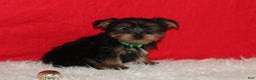 Yorkshire Terrier dogs for sale: Dustin - Ad 13