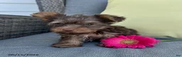 Yorkshire Terrier dogs for sale: Rocky - Ad 3