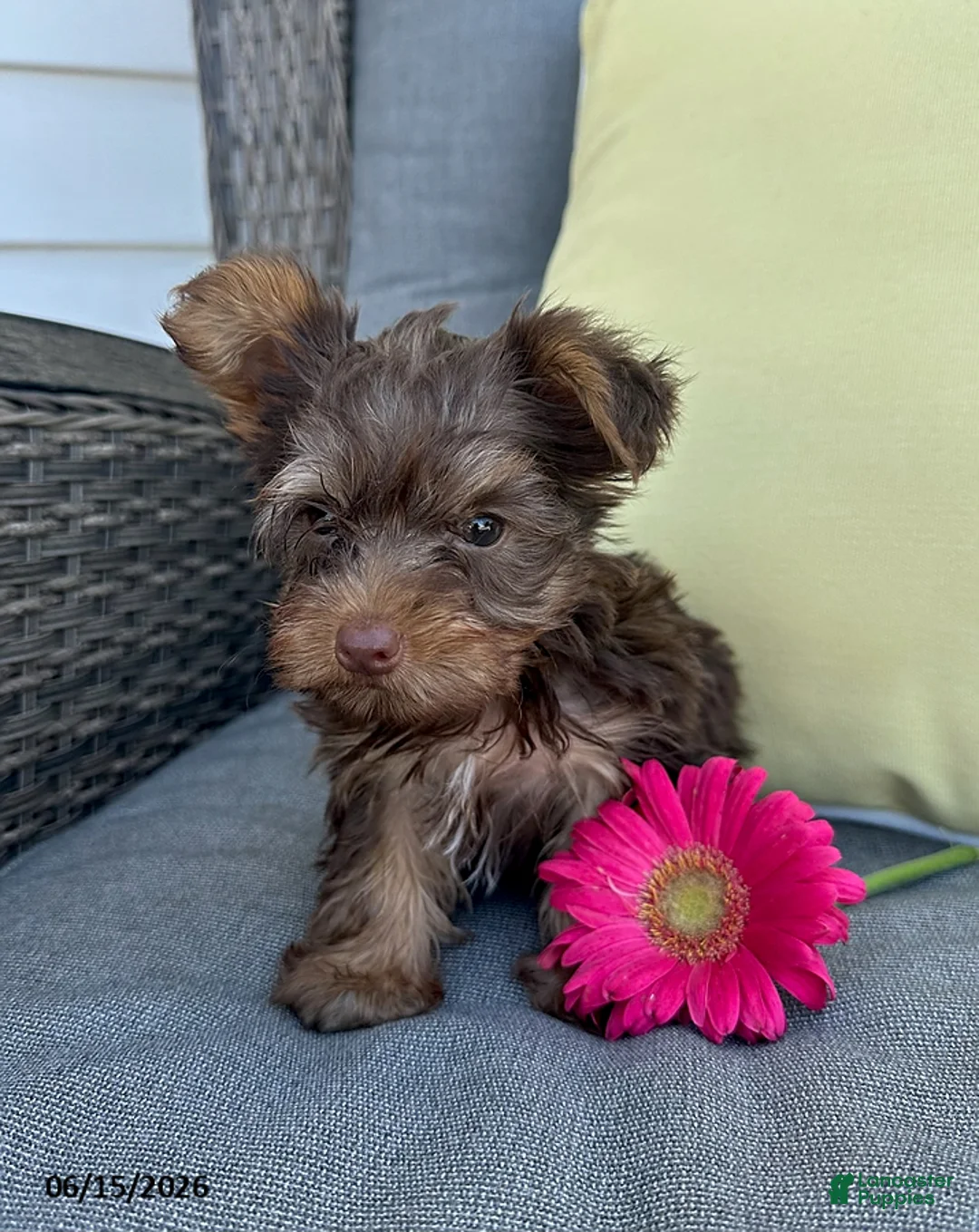 Yorkshire Terrier dogs for sale: Rocky - Ad 3