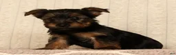 Yorkshire Terrier dogs for sale: Lily - Ad 5