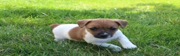 Jack Russell Terrier dogs for sale: Luna - Ad 6