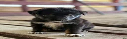 Australian Shepherd dogs for sale: Dakotah - Ad 3