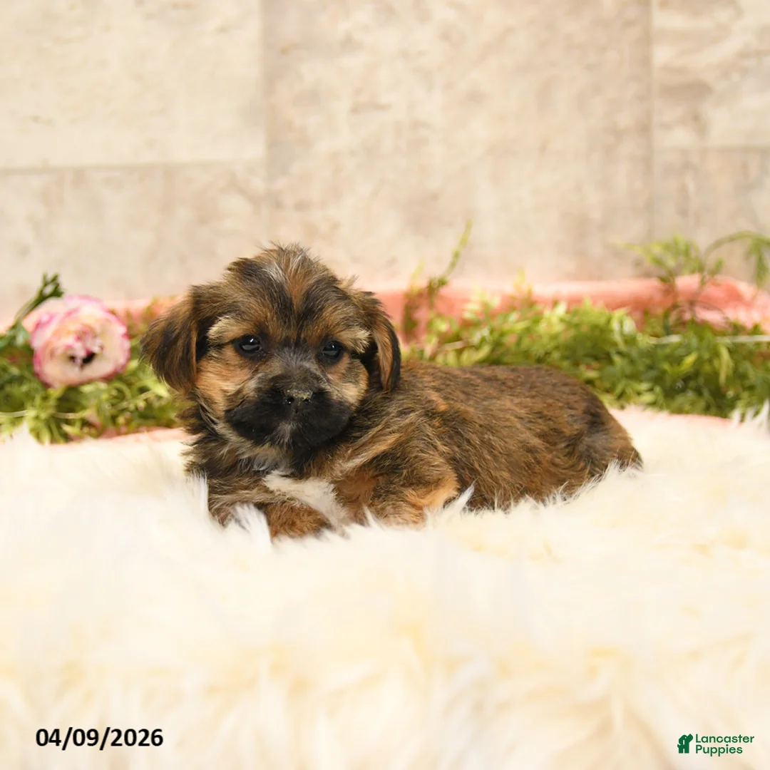 Shorkie dogs for sale: Shirley - Ad 2