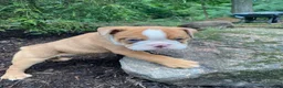 English Bulldog dogs for sale: Harley - Ad 8