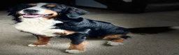 Bernese Mountain Dog dogs for sale: Daisy - Ad 7