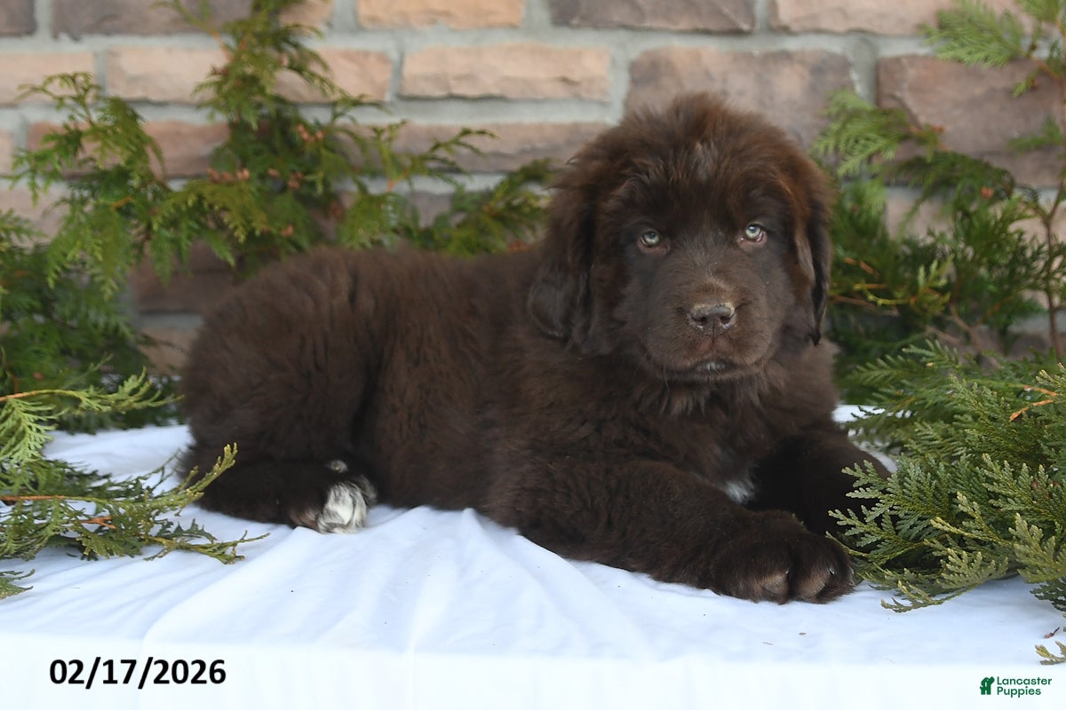 Newfoundland dogs Macy - Ad 2