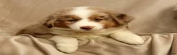 Miniature Australian Shepherd dogs for sale: Roxy - Ad 5