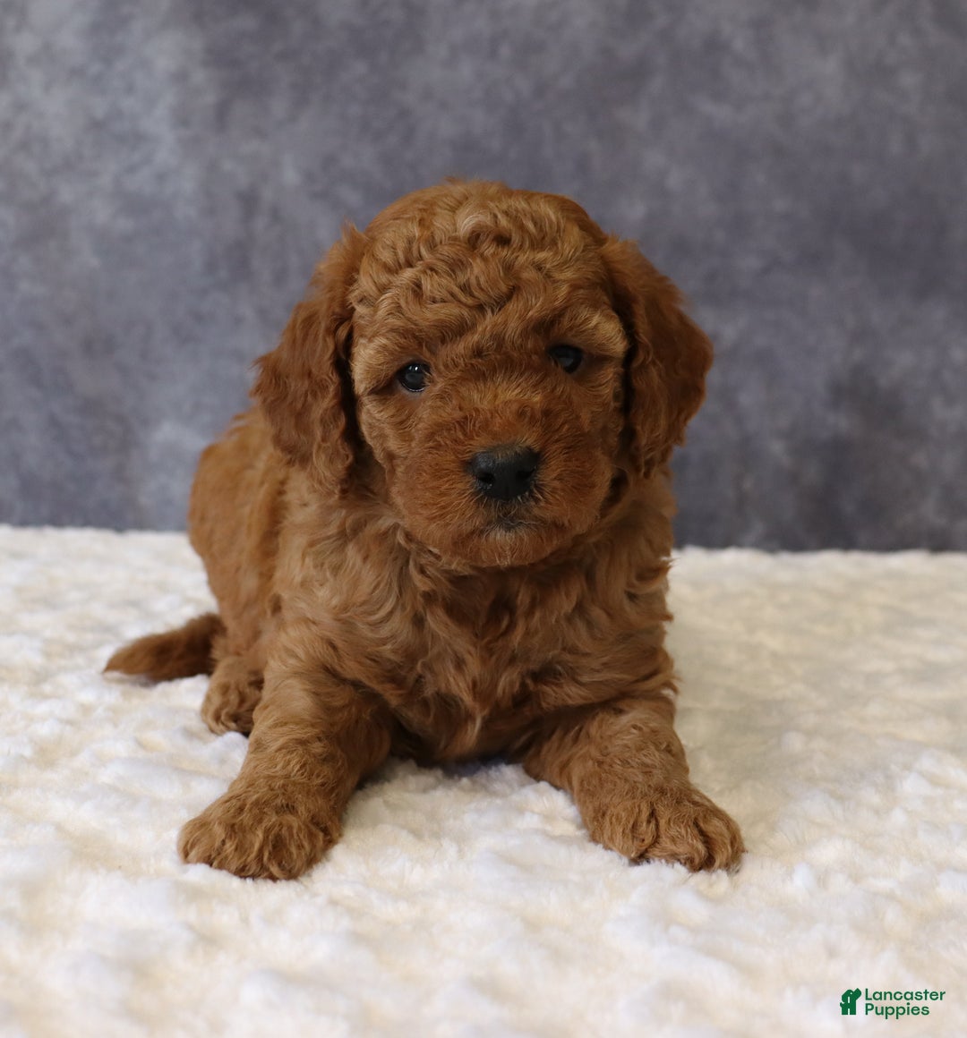 Mini Goldendoodle dogs for sale: Maeve - Ad 4
