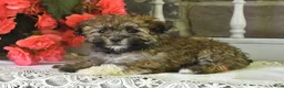 Havanese dogs for sale: Rover - Ad 5