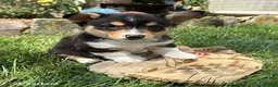 Welsh Corgi Pembroke dogs for sale: Newton - Ad 3