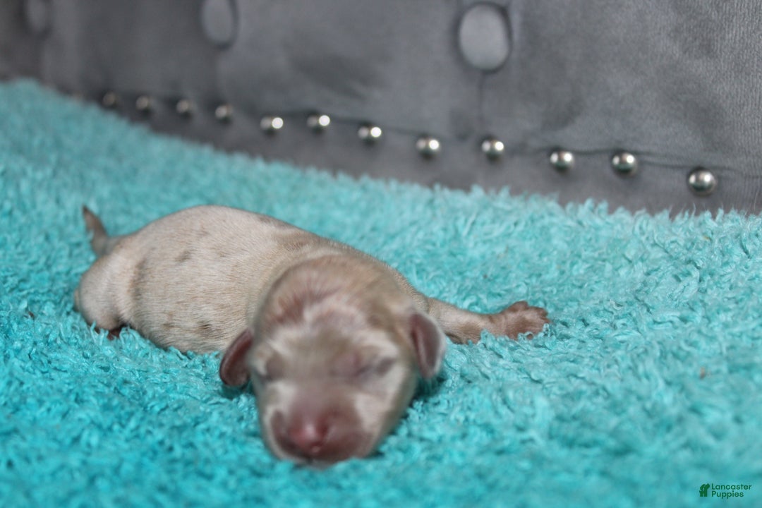 Miniature Dachshund dogs for sale: Minnie Mini - Ad 10